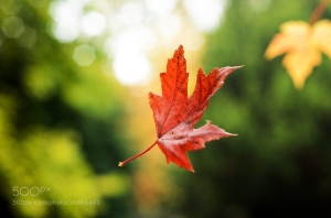 leaf falling